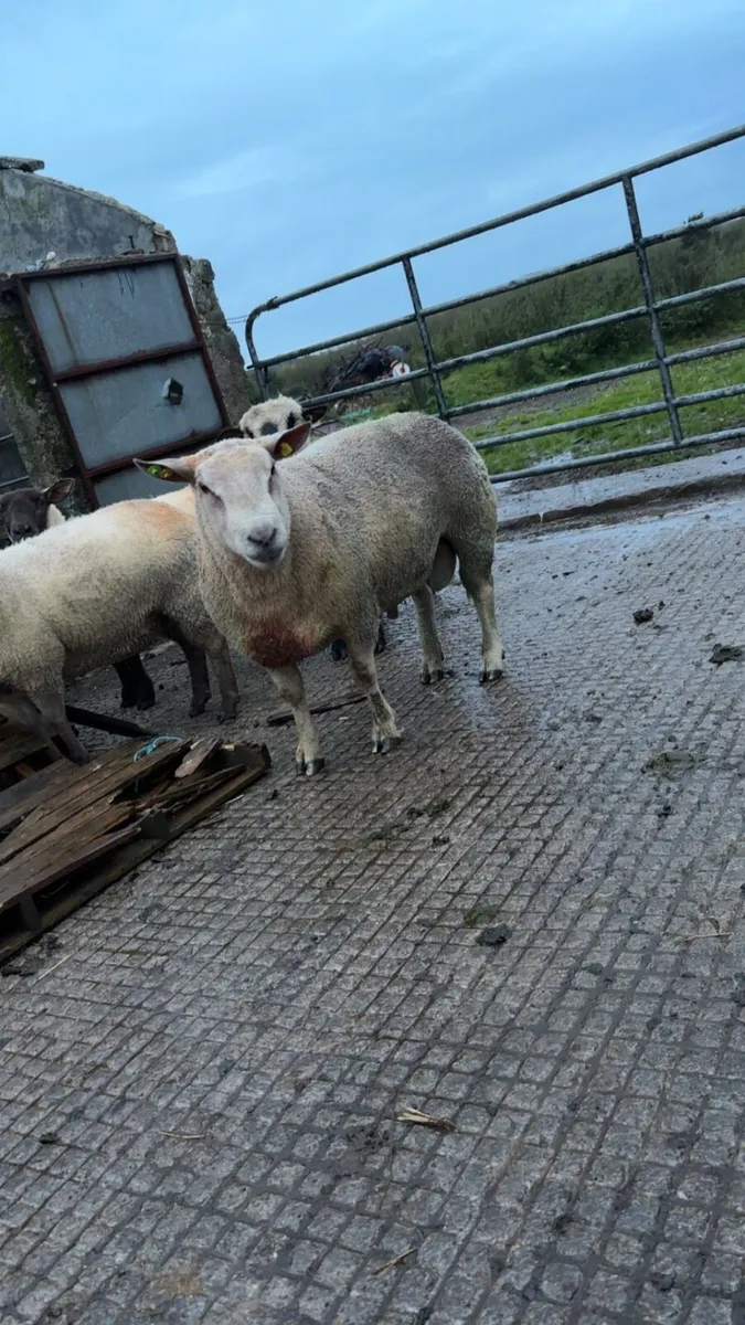 Charlaois ram - Image 1