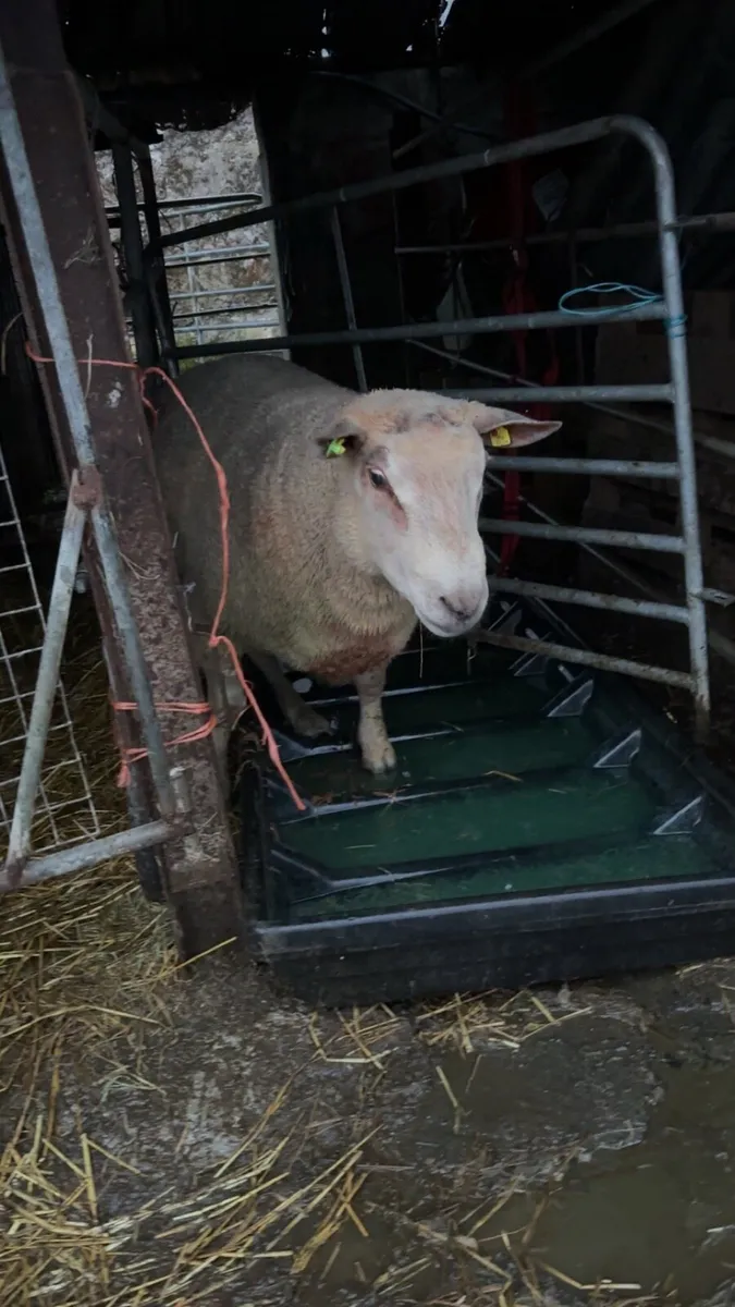 Charlaois ram - Image 2