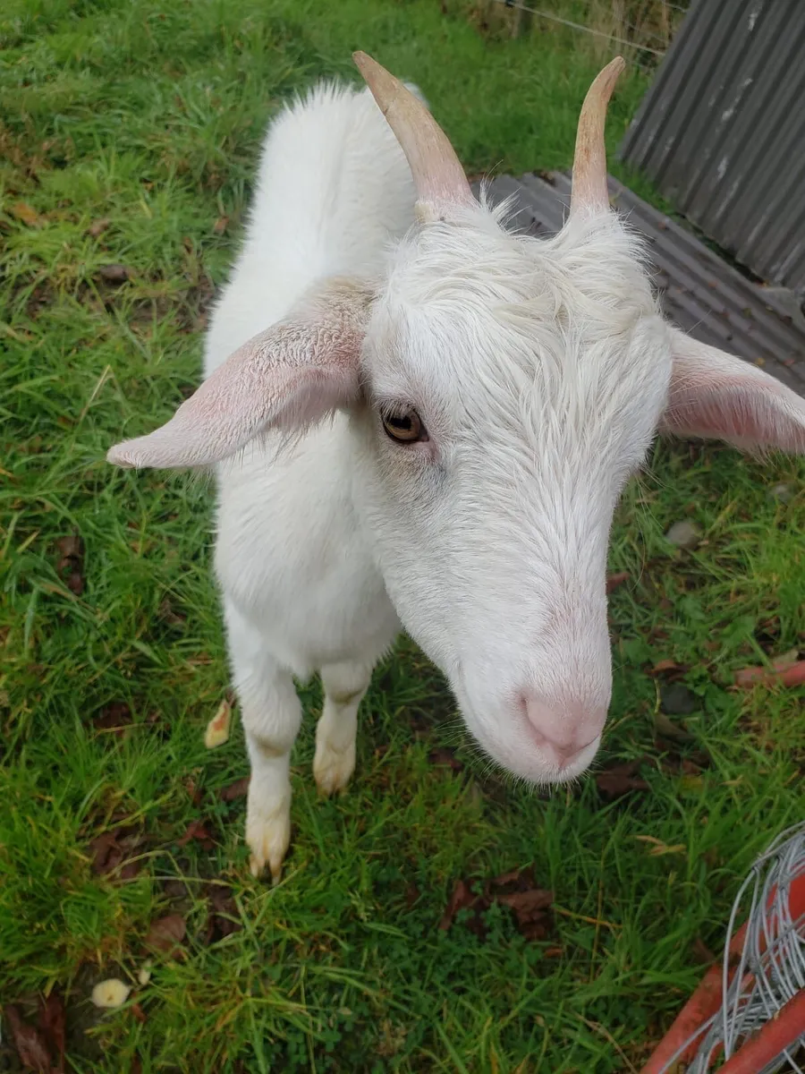 Female Goat - Image 1