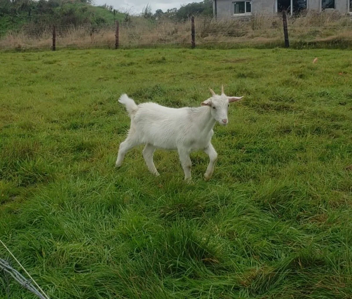 Female Goat - Image 2