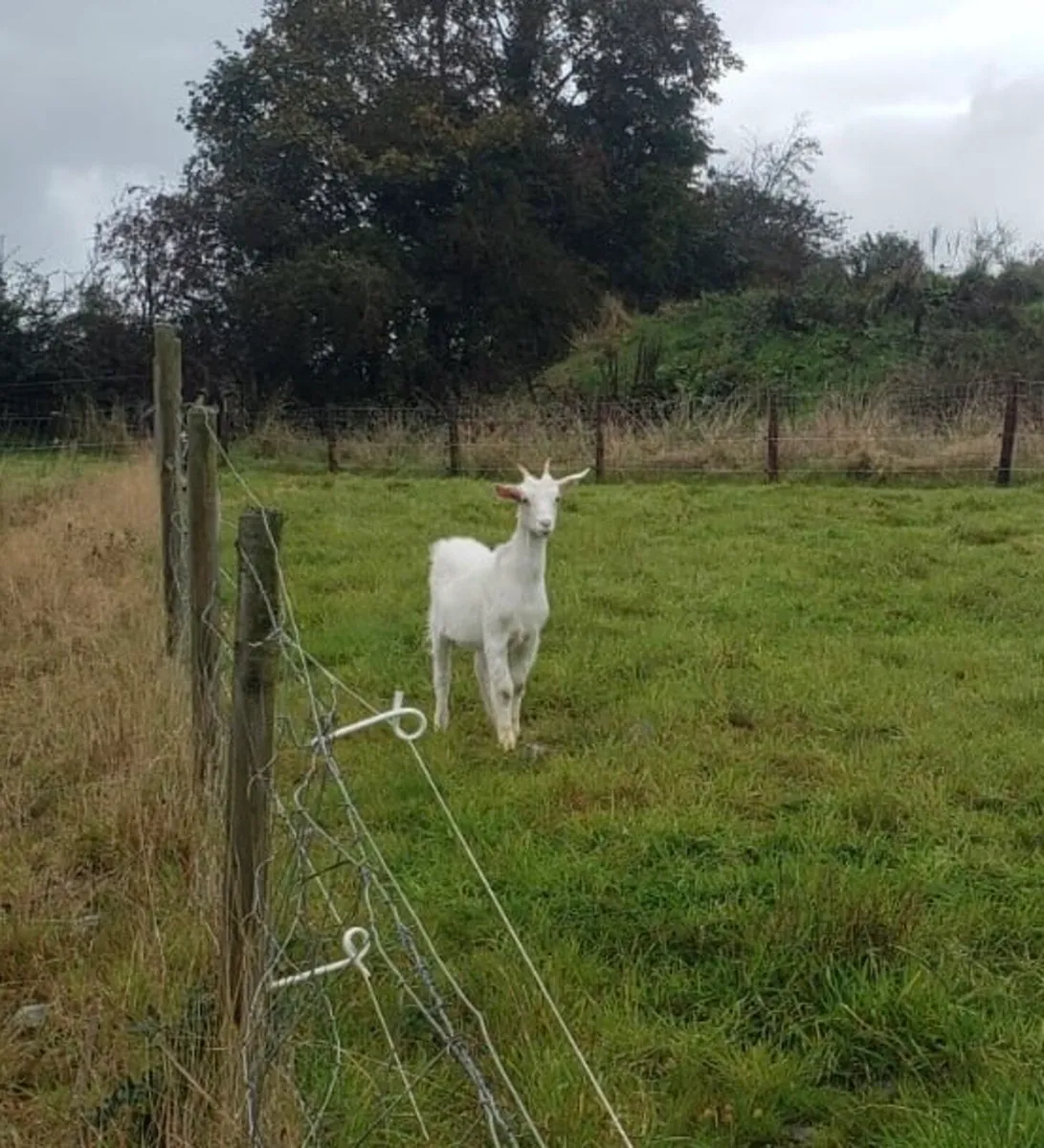 Female Goat - Image 3