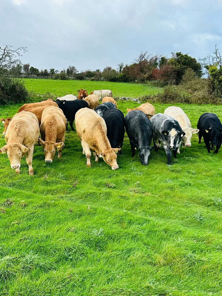 🌟18 MAIDEN HEIFERS⭐️ - Image 2