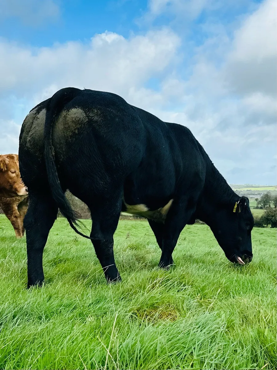 🌟18 MAIDEN HEIFERS⭐️ - Image 3