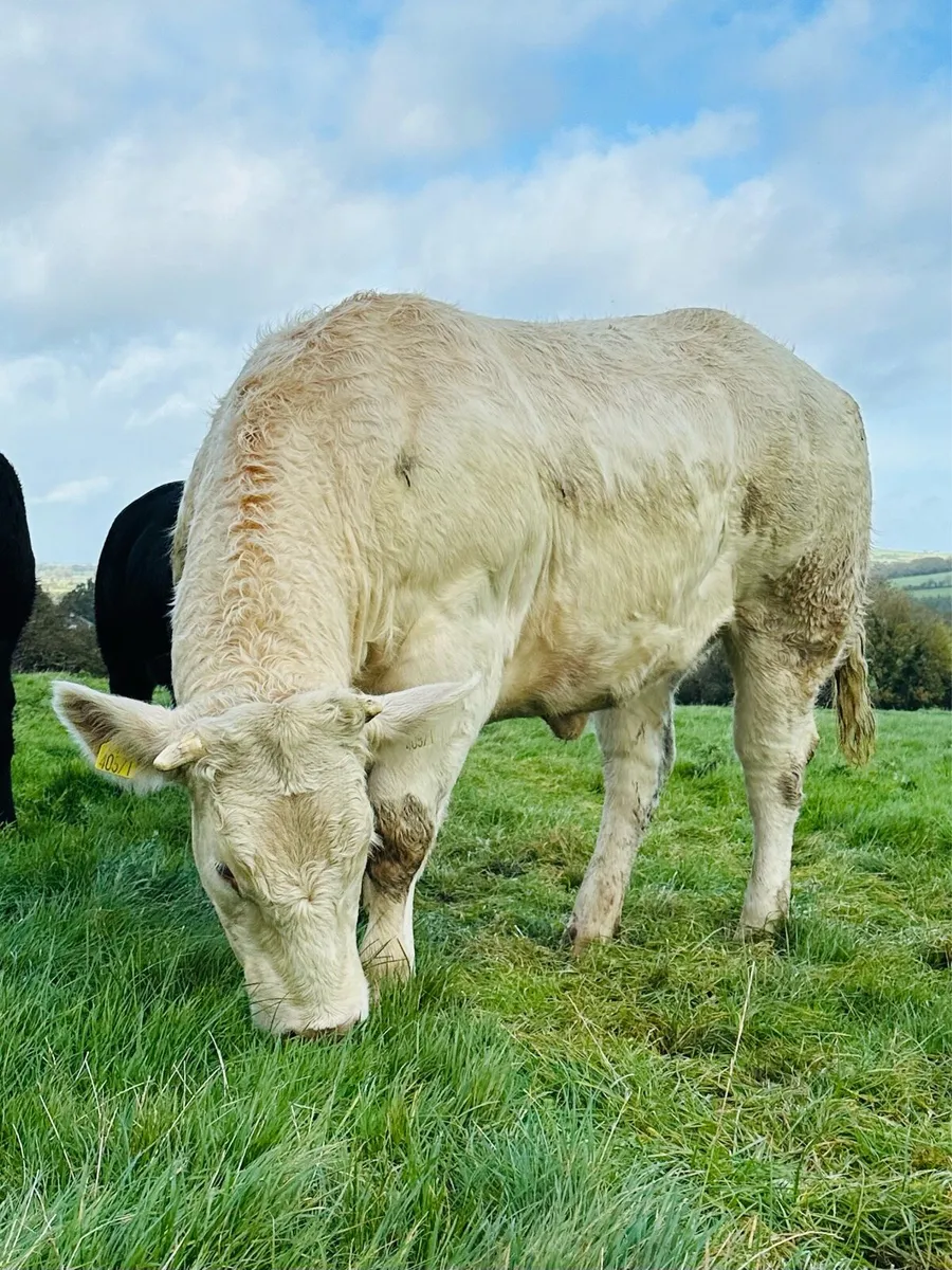 🌟18 MAIDEN HEIFERS⭐️ - Image 4