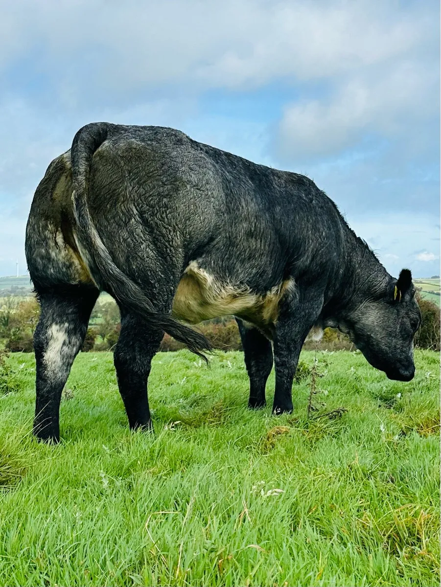 🌟18 MAIDEN HEIFERS⭐️ - Image 2