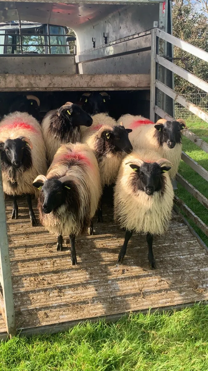 🌟 EWE LAMBS🌟 - Image 1
