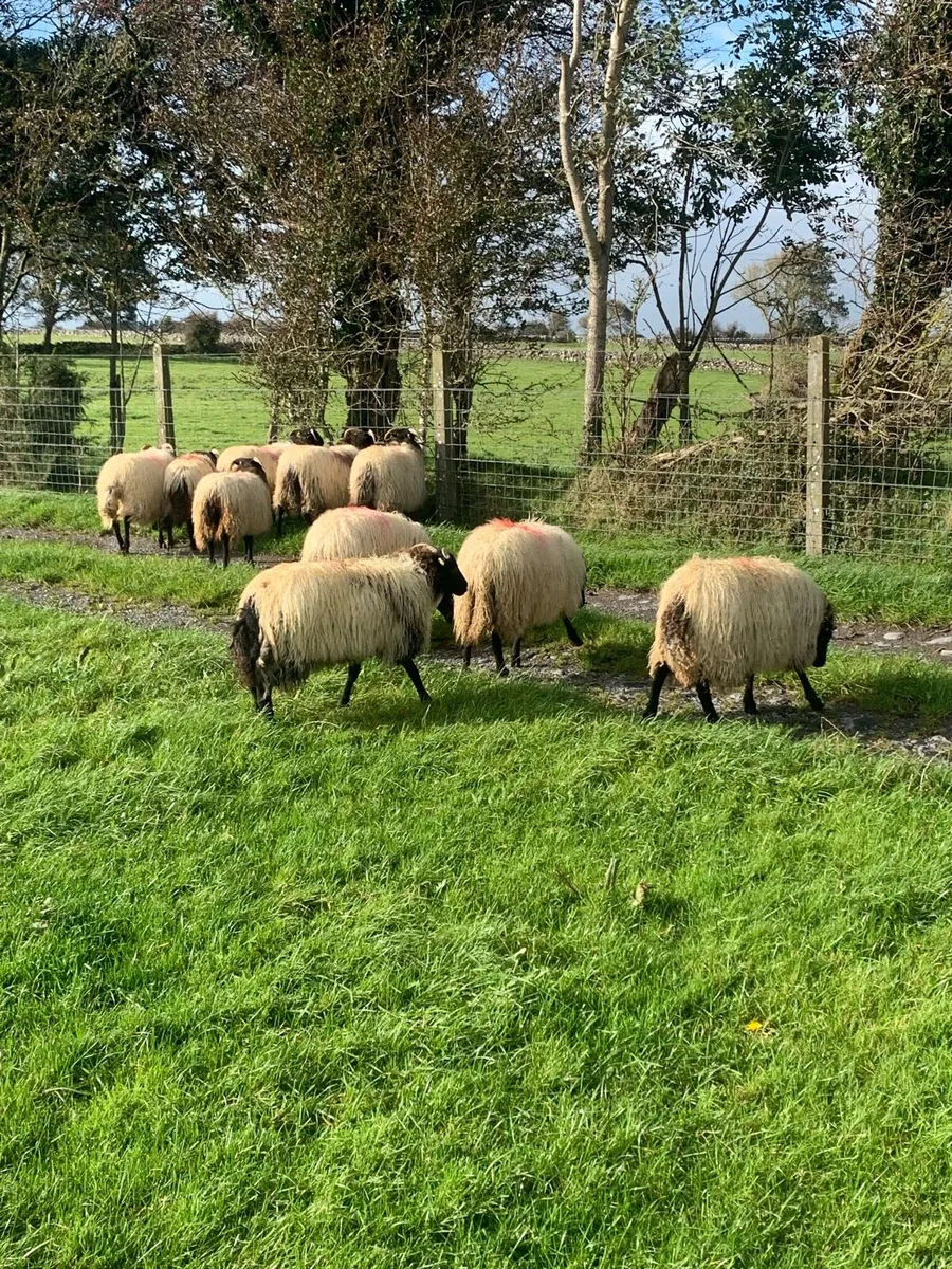 🌟 EWE LAMBS🌟 - Image 2