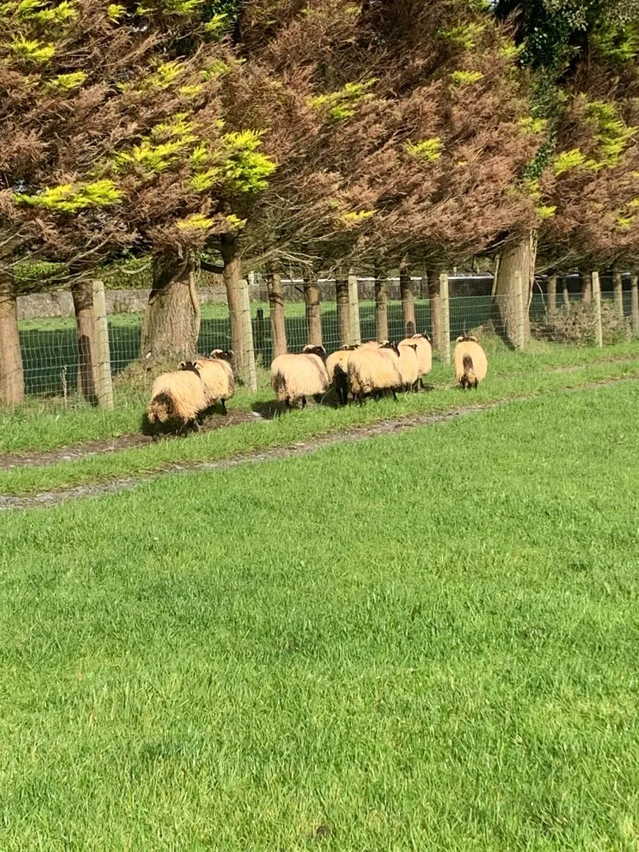 🌟 EWE LAMBS🌟 - Image 3