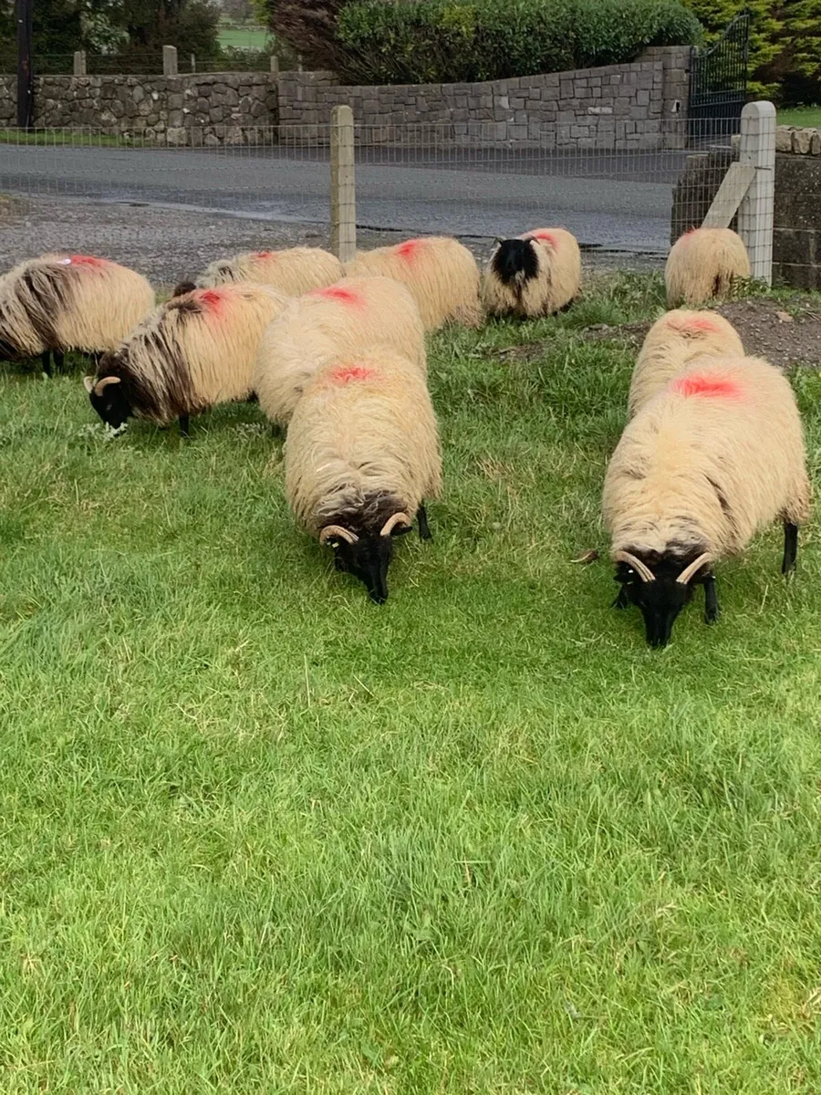 🌟 EWE LAMBS🌟 - Image 4