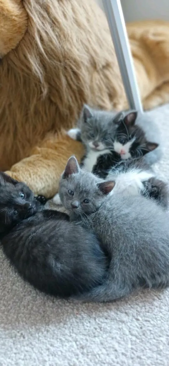 Beautiful British Blue short hair kittens - Image 2