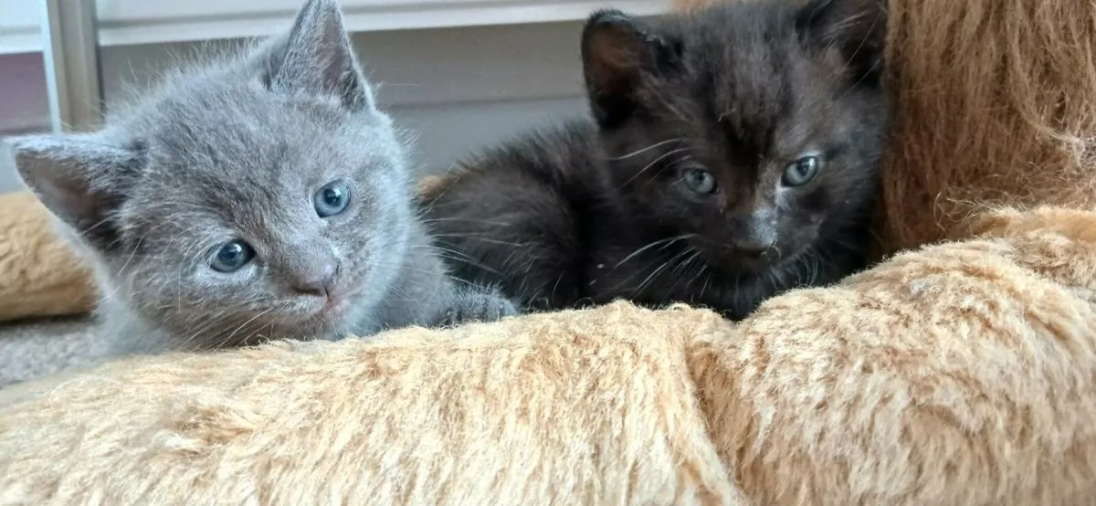 Beautiful British Blue short hair kittens - Image 3