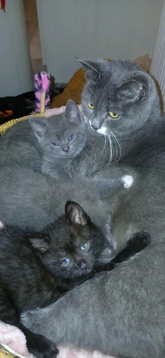 Beautiful British Blue short hair kittens - Image 4