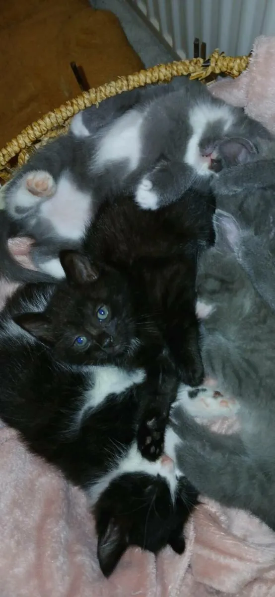 Beautiful kittens💗 - Image 2