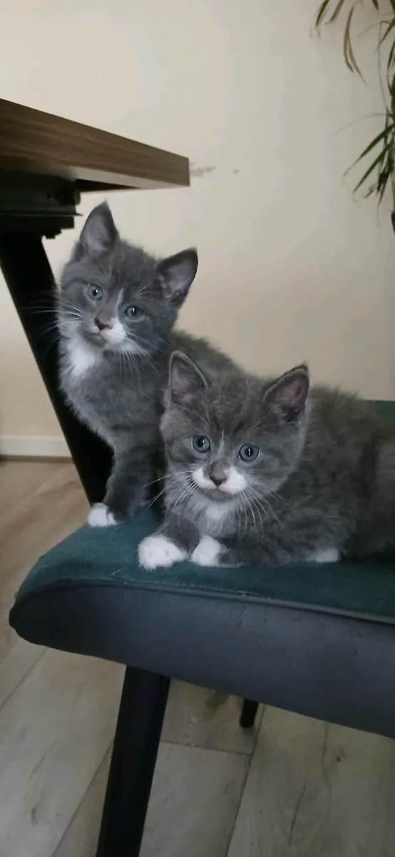 Beautiful British Blue short hair kittens - Image 1