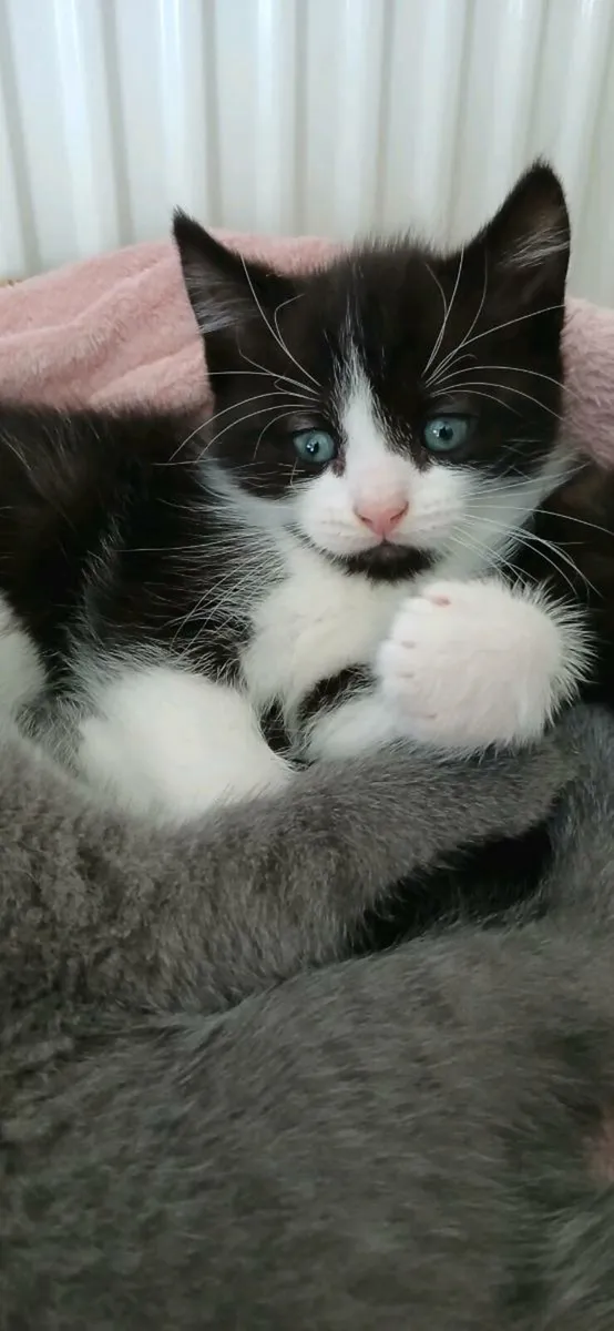 Beautiful kittens💗 - Image 3