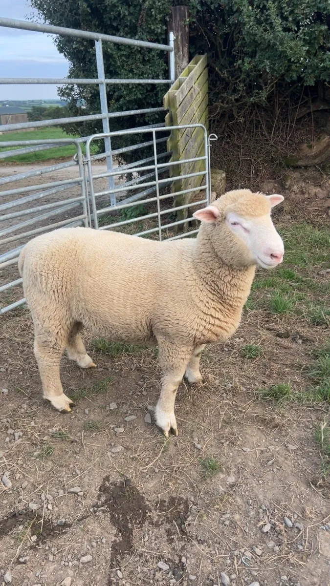 Pedigree none registered 5 month old ram lambs - Image 1