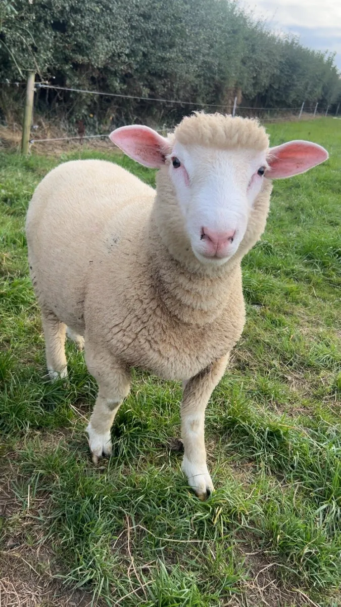 Pedigree none registered 5 month old ram lambs - Image 2