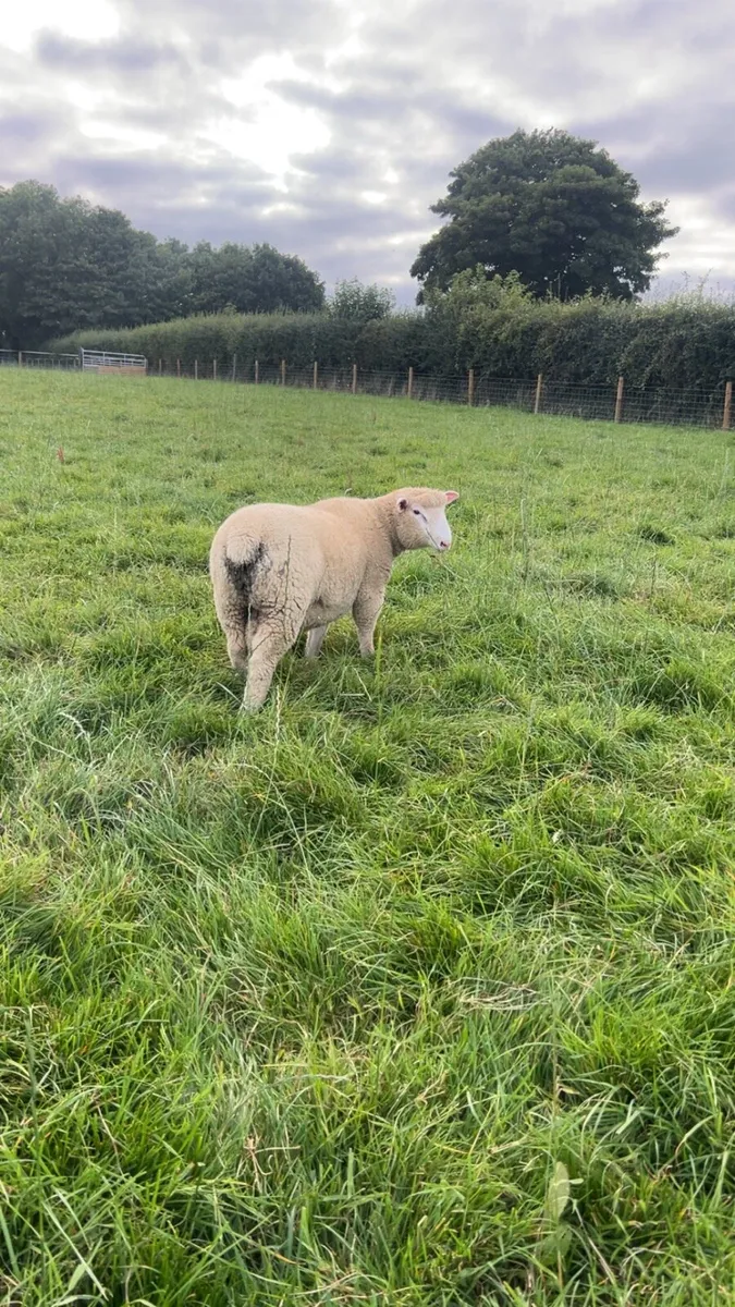 Pedigree none registered 5 month old ram lambs - Image 3
