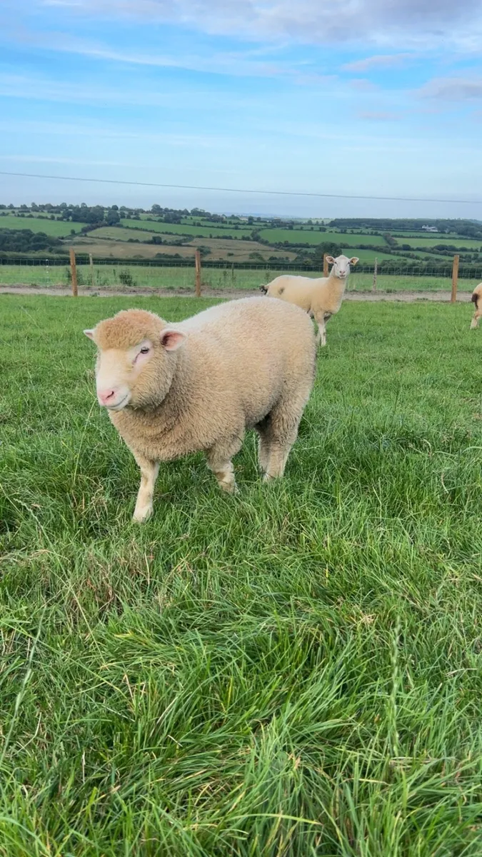 Pedigree none registered 5 month old ram lambs - Image 4