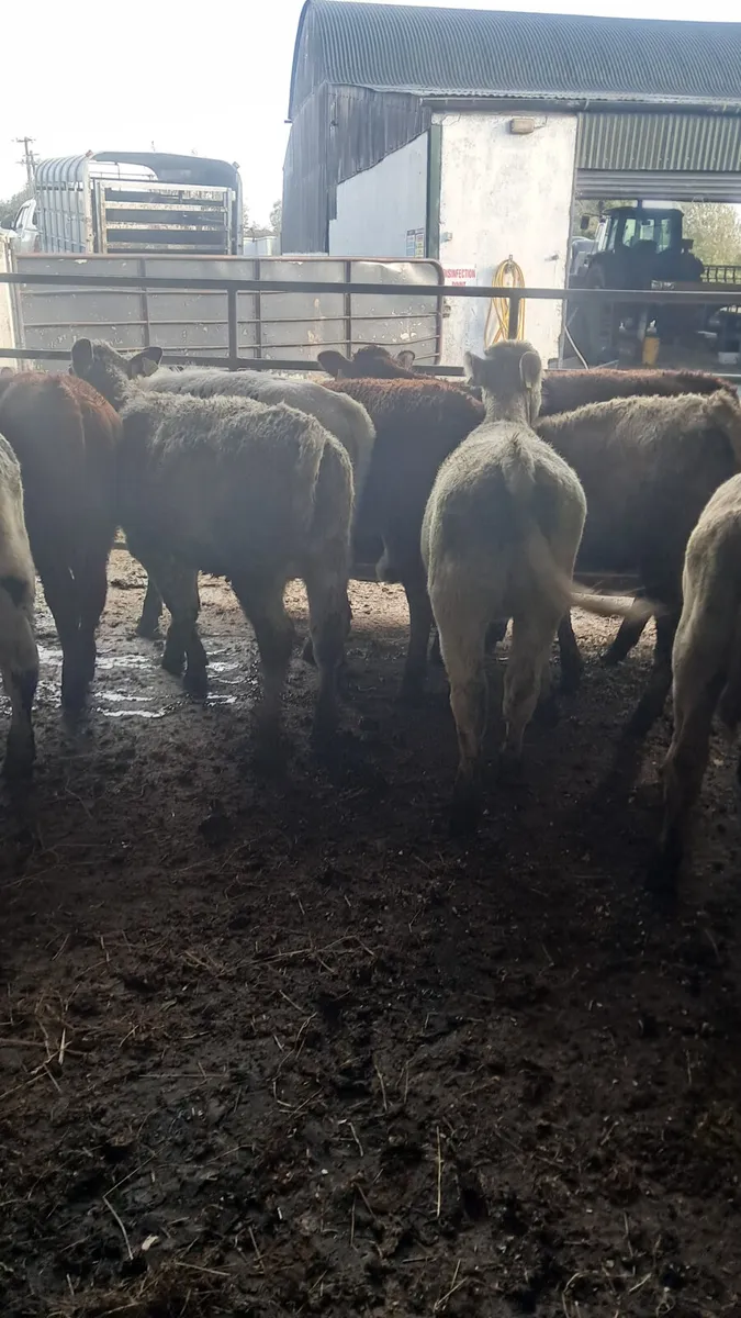 Weanling heifers - Image 4