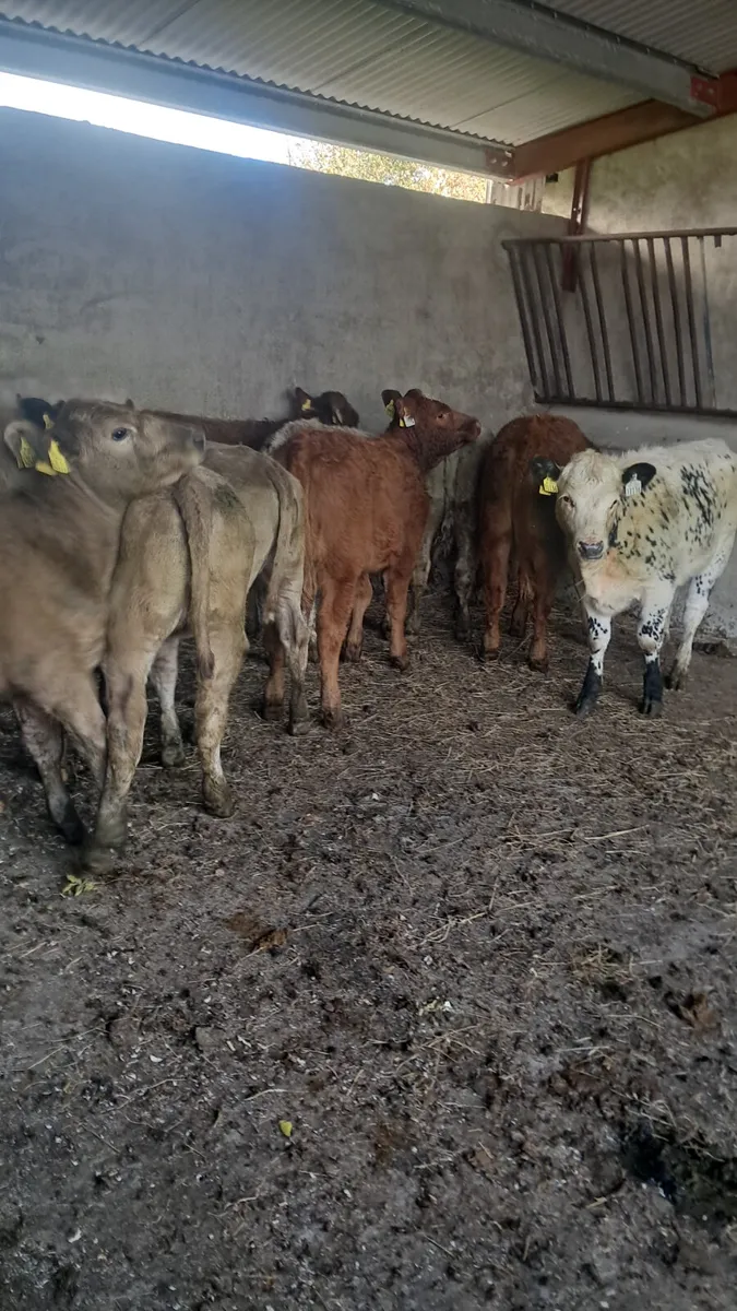 Weanling heifers - Image 3