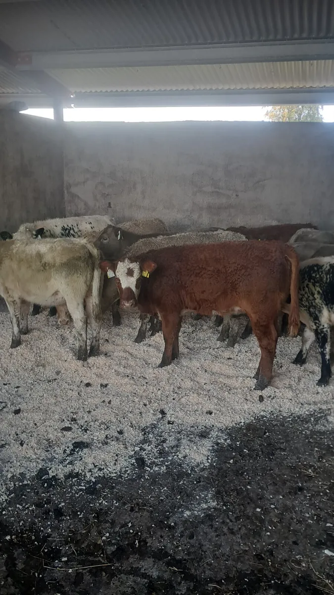 Weanling heifers - Image 2