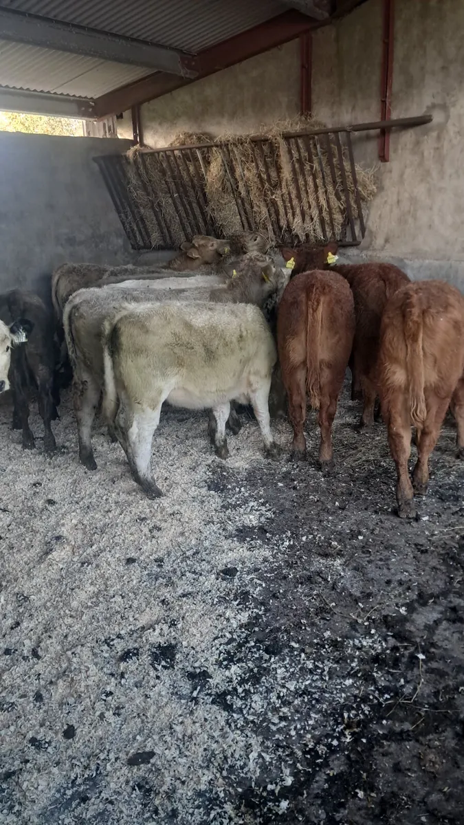 Weanling heifers - Image 1