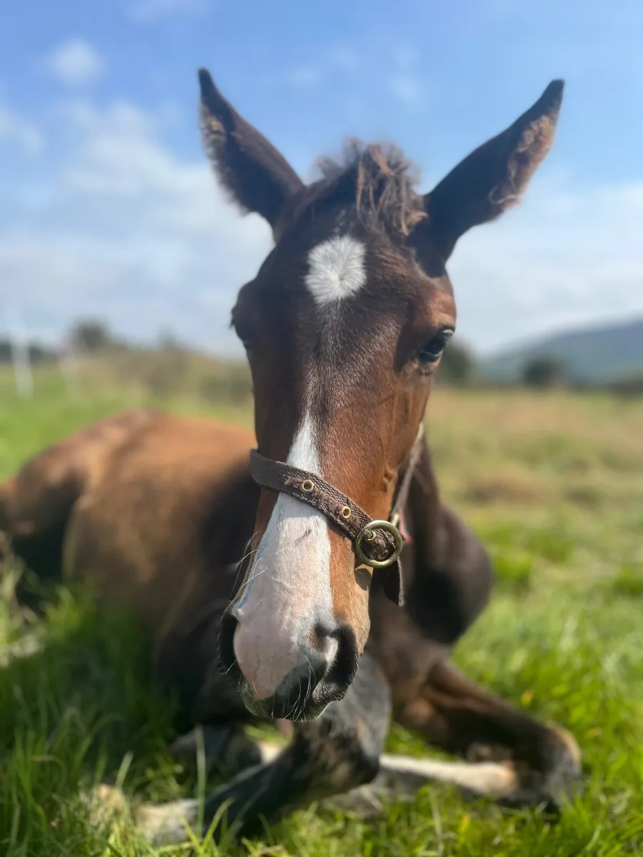 TIH Colt foal - Image 3