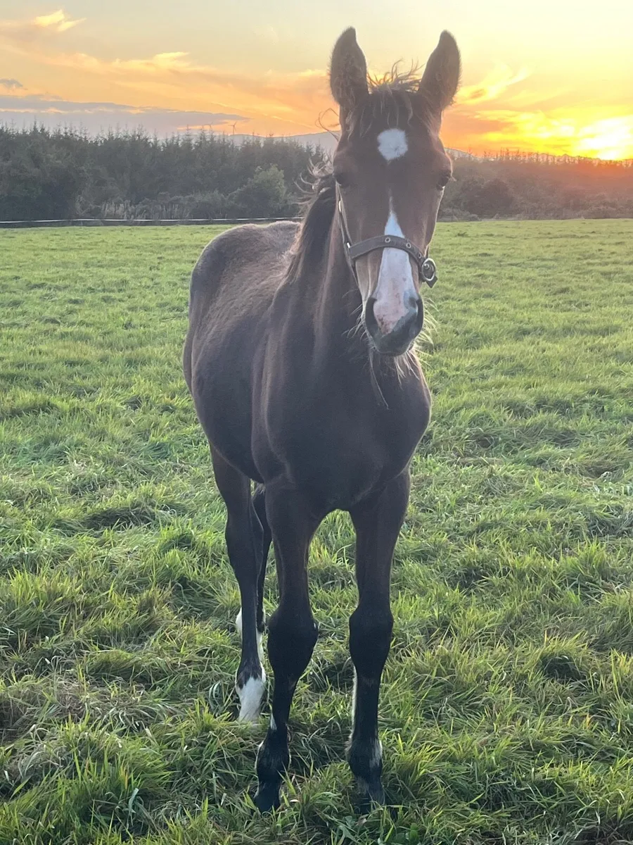 TIH Colt foal - Image 4