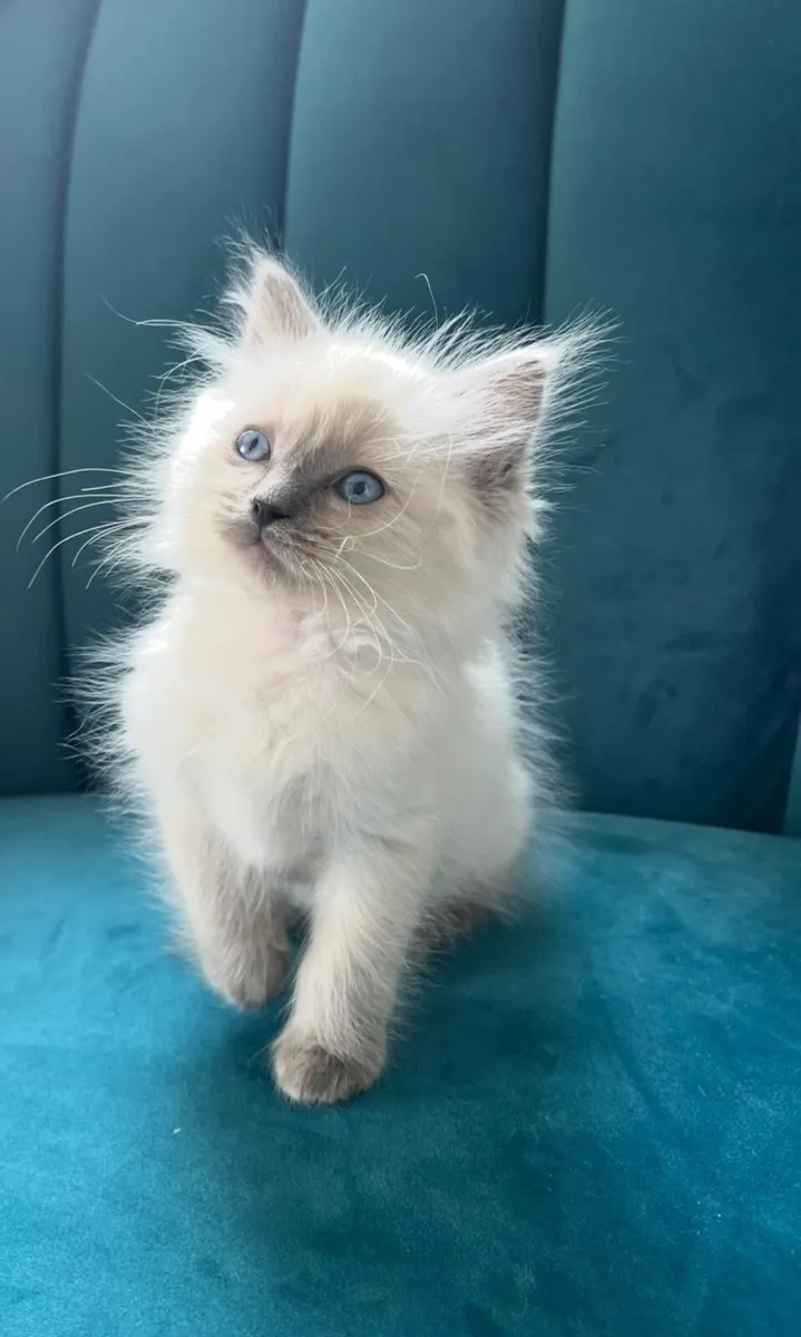 Kitten - Image 1