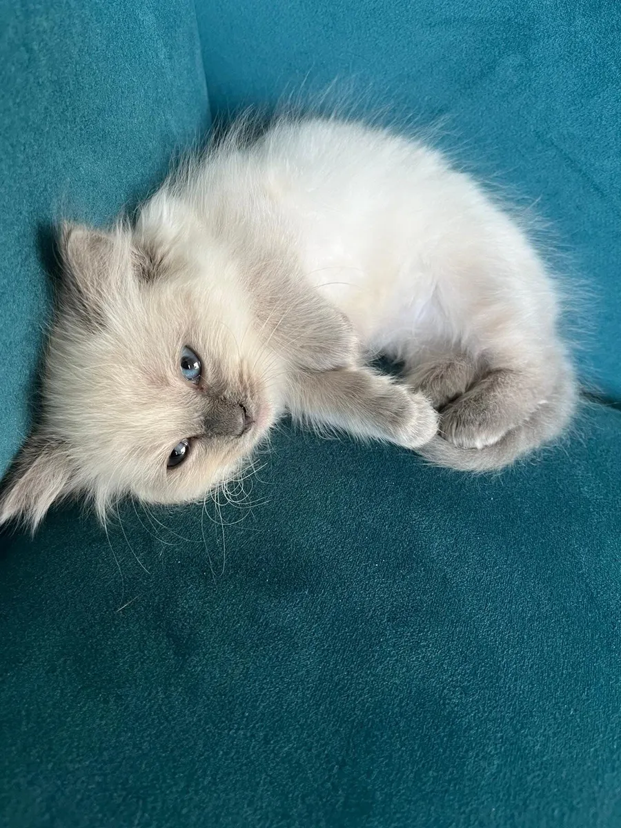 Kitten - Image 2