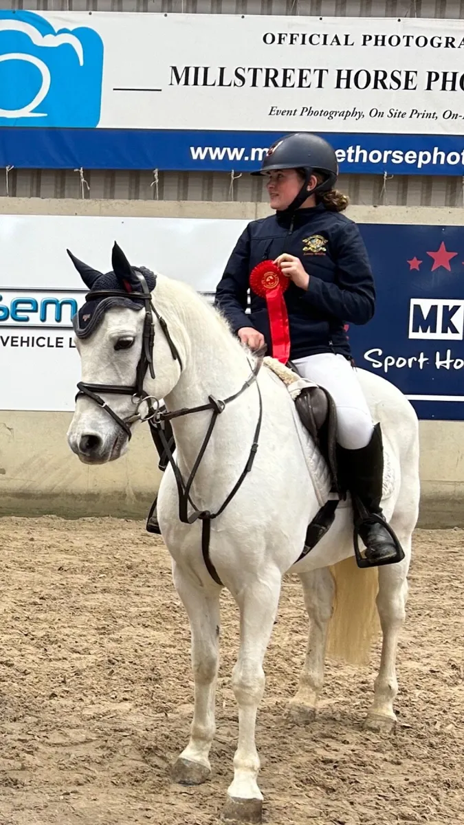 14’2 Connemara Pony - Image 1