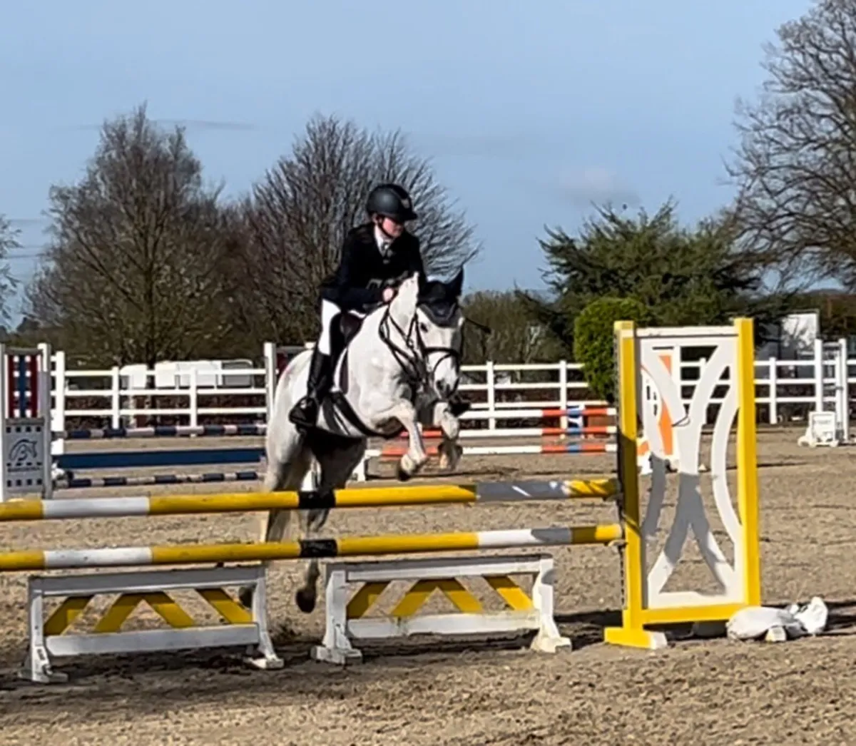 14’2 Connemara Pony - Image 3