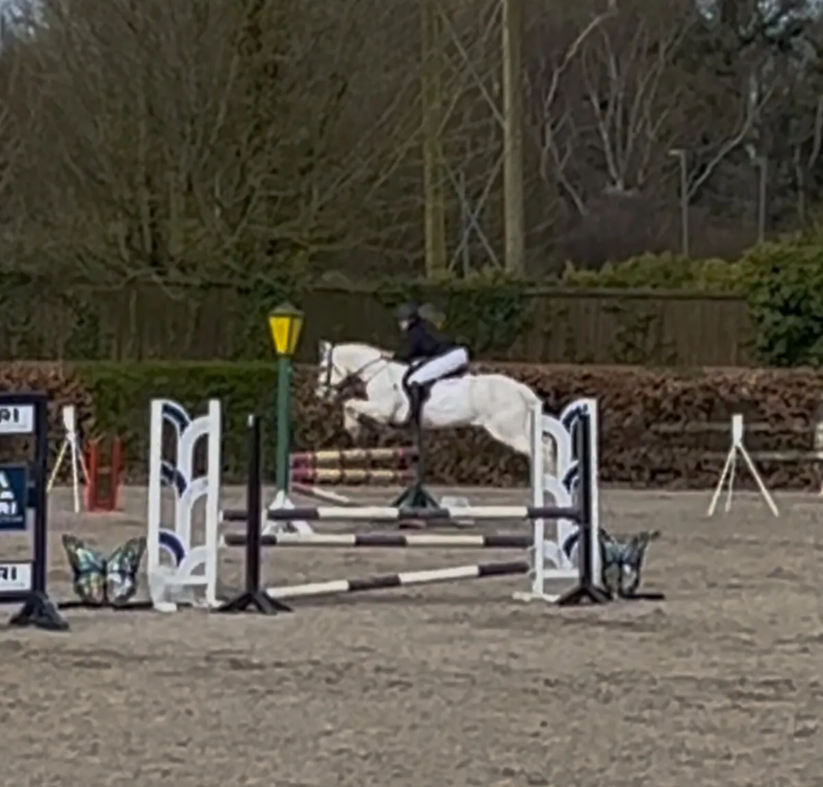 14’2 Connemara Pony - Image 4