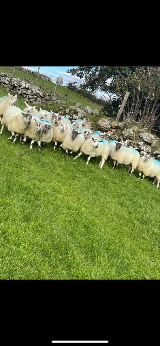 Hilltex ewe lambs - Image 1