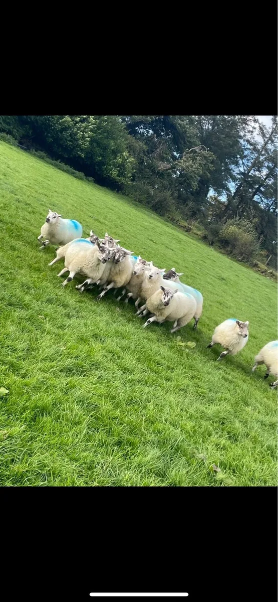 Hilltex ewe lambs - Image 2