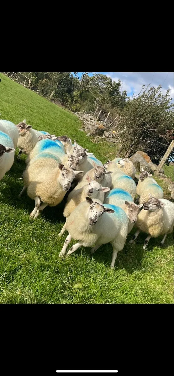 Hilltex ewe lambs - Image 3
