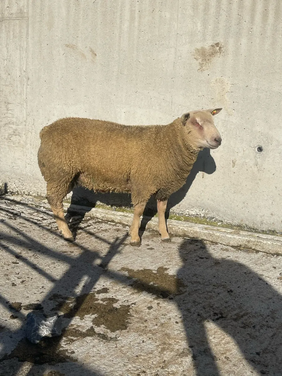 Pb Charollais Ram lamb - Image 1