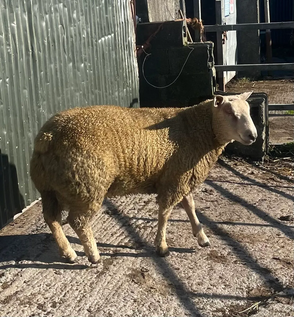 Pb Charollais Ram lamb - Image 2