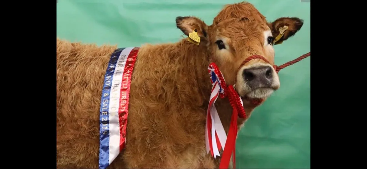Irish Aubrac Cattle Society Elite Show and Sale - Image 2