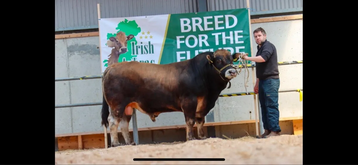 Irish Aubrac Cattle Society Elite Show and Sale - Image 3