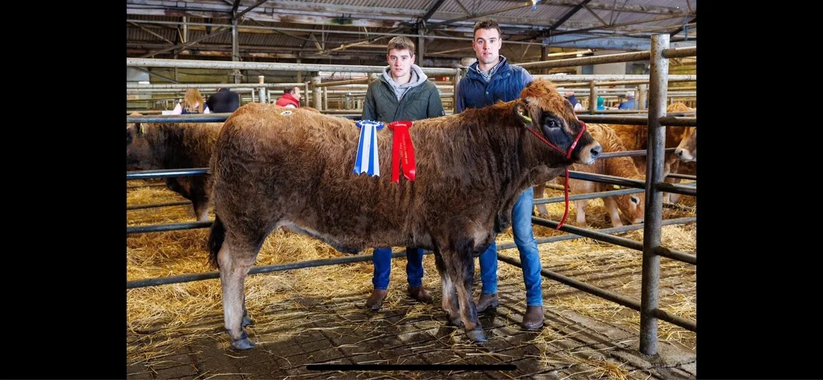 Irish Aubrac Cattle Society Elite Show and Sale - Image 4