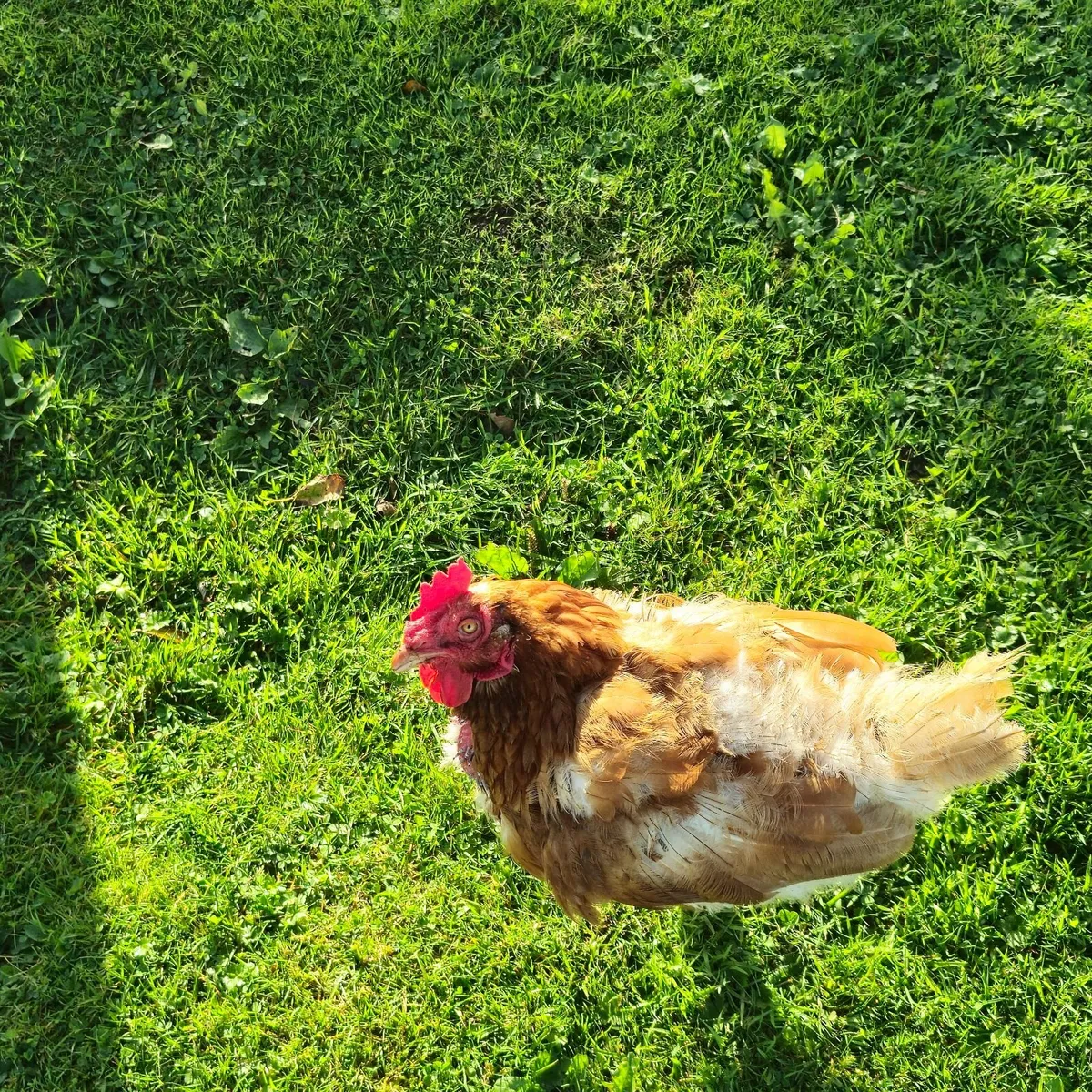 Poultry - Image 1