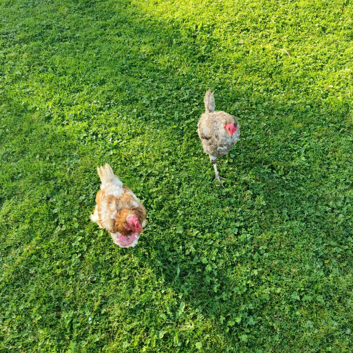 Poultry - Image 2