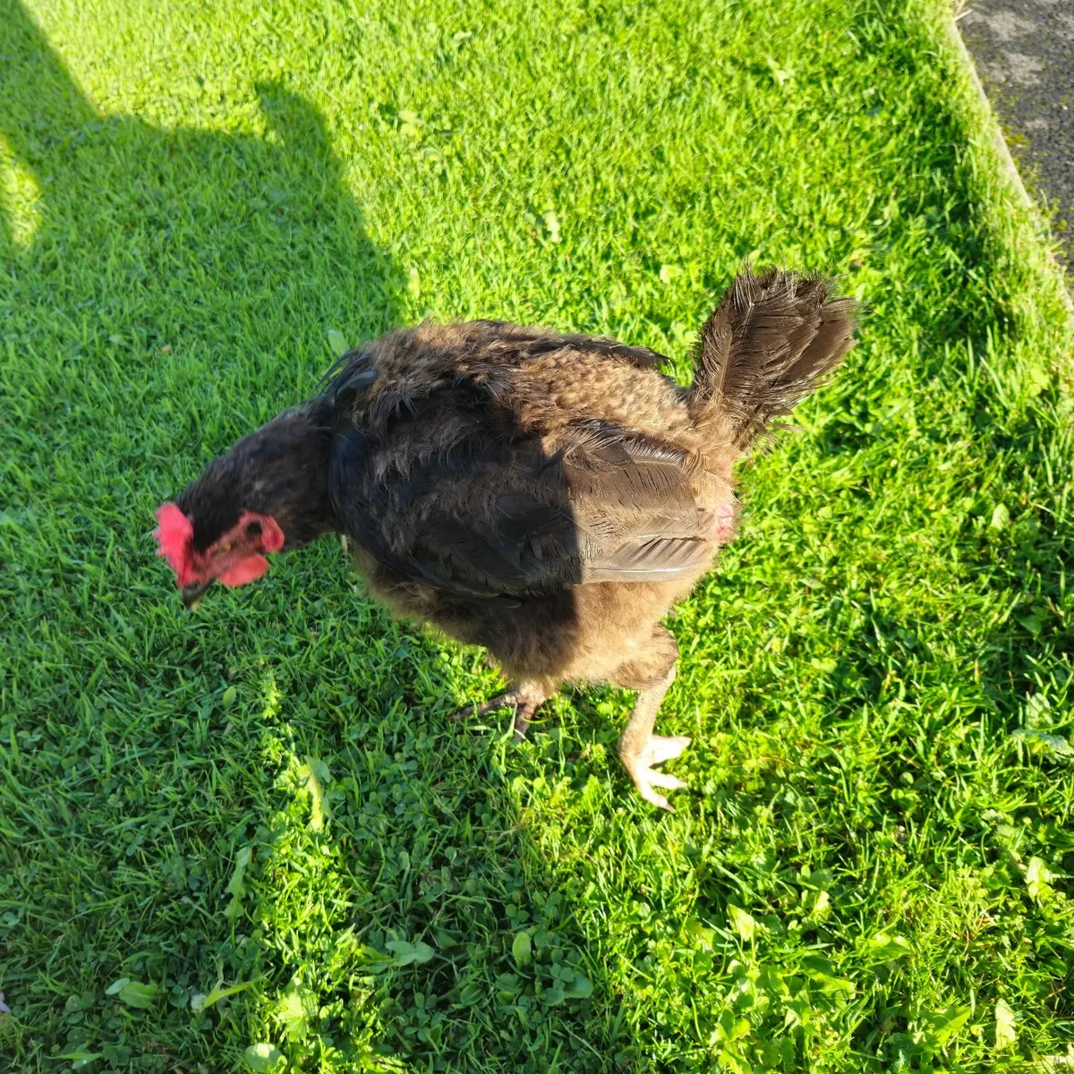 Poultry - Image 3
