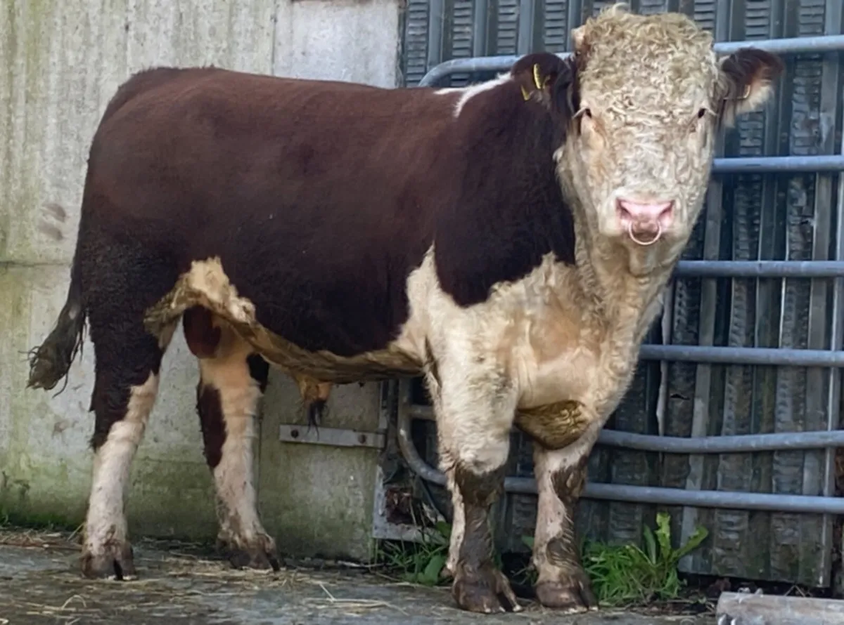 AI Bred PBR Hereford Bull