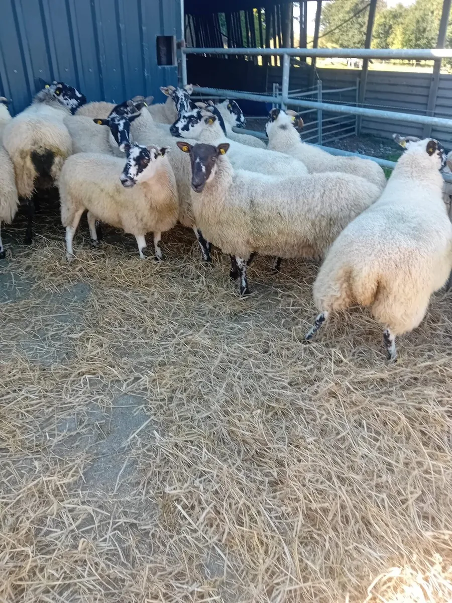 Mule Ewe Hoggets - Image 2
