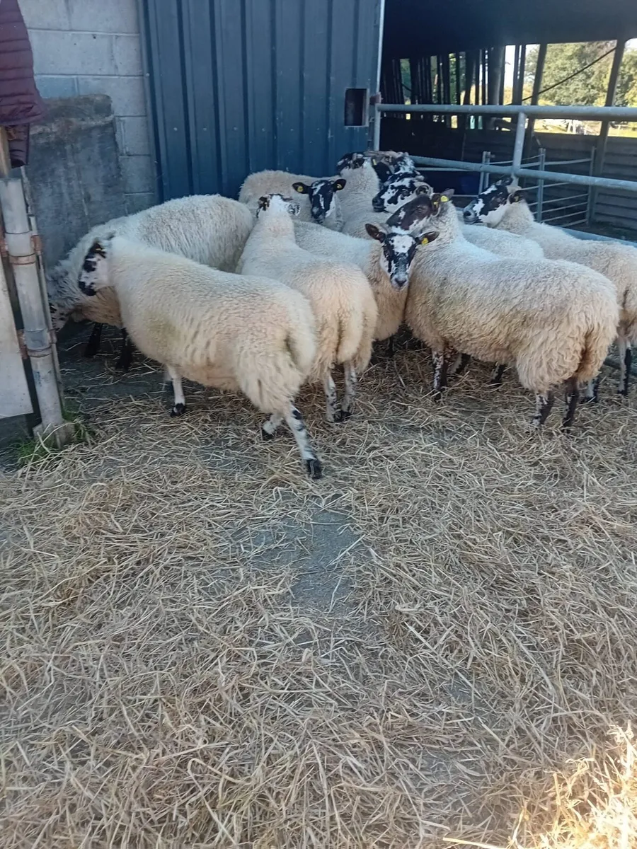 Mule Ewe Hoggets - Image 1