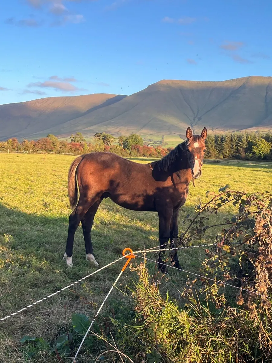 TIH Colt foal - Image 1