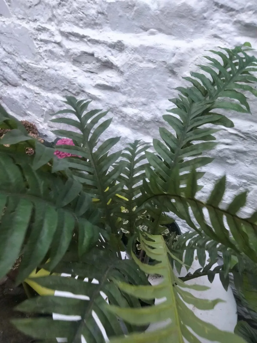 Artificial plants - Image 4